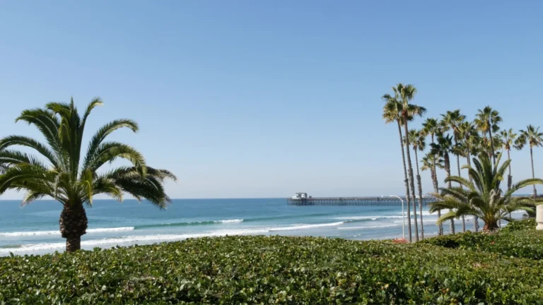 araffe palm trees line the beach and the ocean