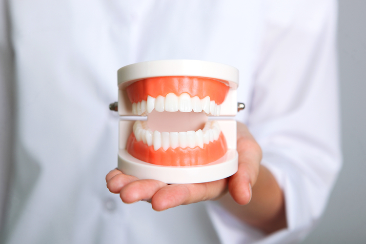 someone holding a model of a teeth with a toothbrush in their hand