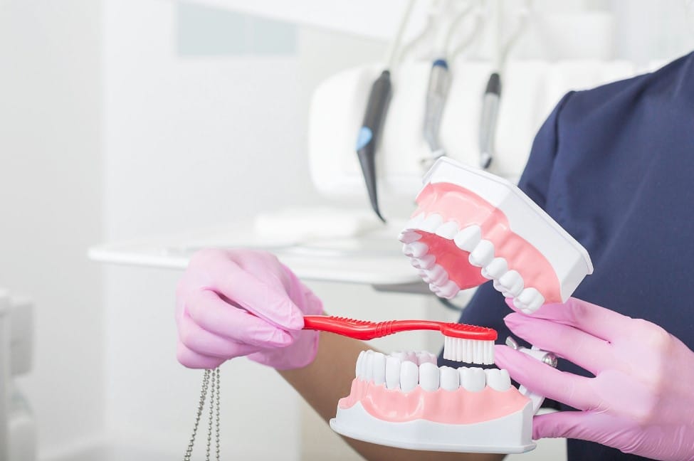 someone is holding a toothbrush and a model of a teeth